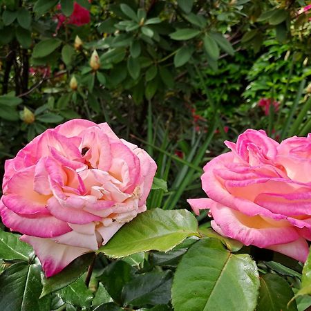 אובנה Gite 5 "Le Laurus" Aux Magnolias מראה חיצוני תמונה