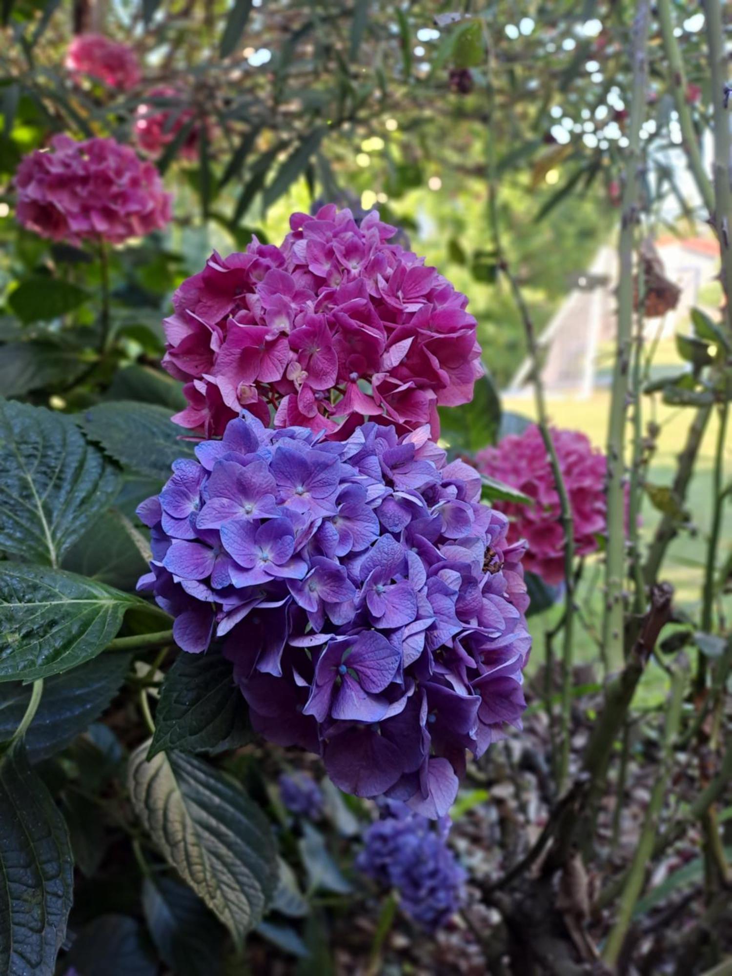 אובנה Gite 5 "Le Laurus" Aux Magnolias מראה חיצוני תמונה