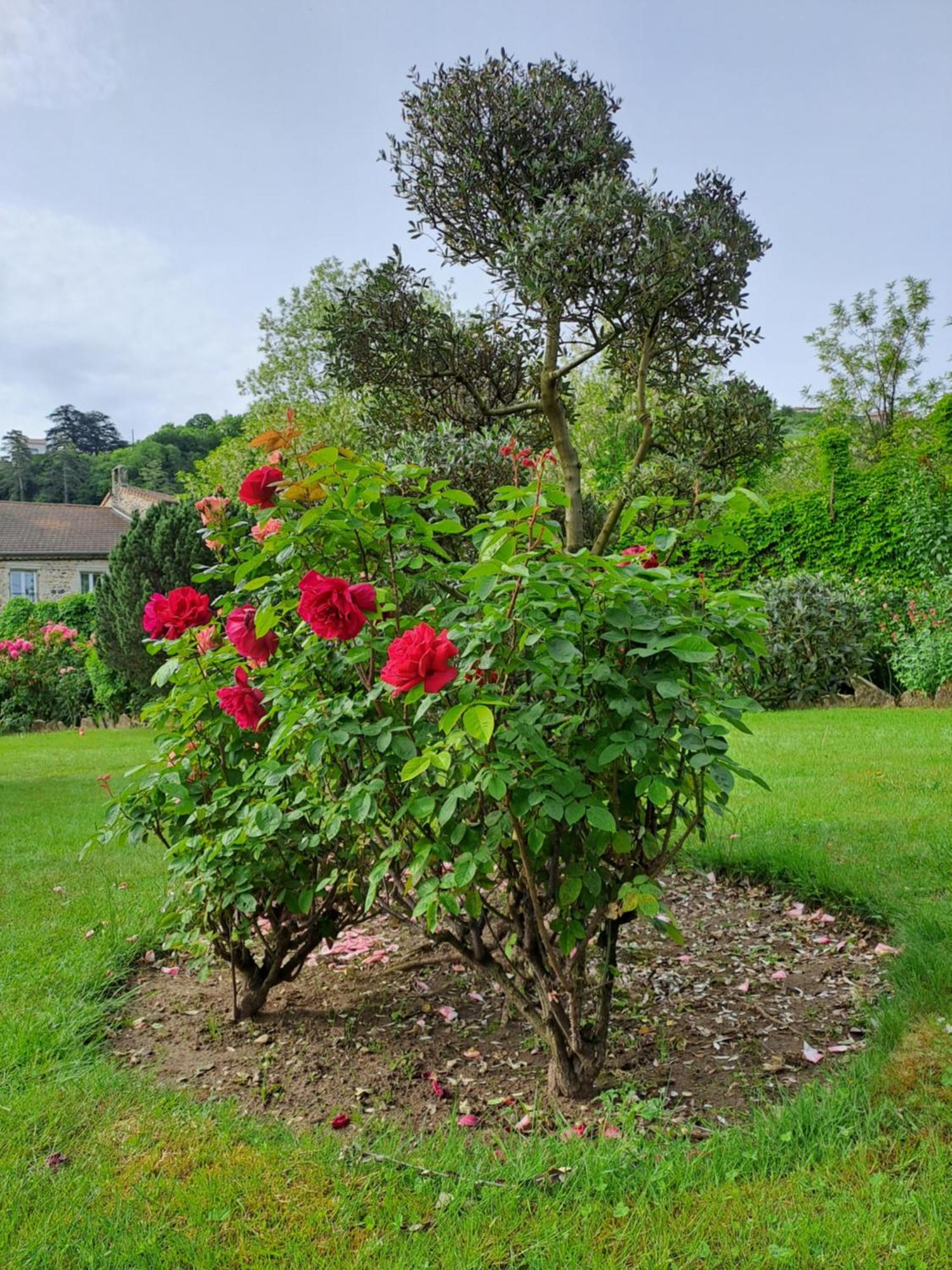 אובנה Gite 5 "Le Laurus" Aux Magnolias מראה חיצוני תמונה
